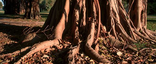 The Banyan Tree - Y Magazine