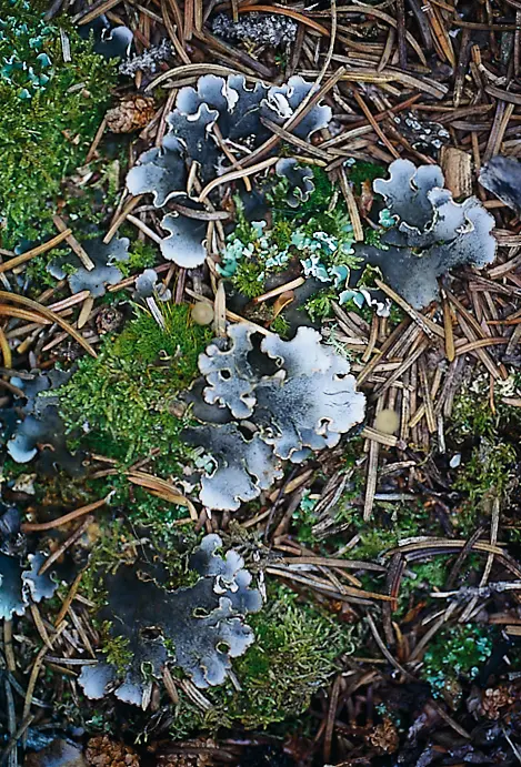 Close-up of broad, leafy blue-gray lichen growing among moss, twigs, and forest debris.
