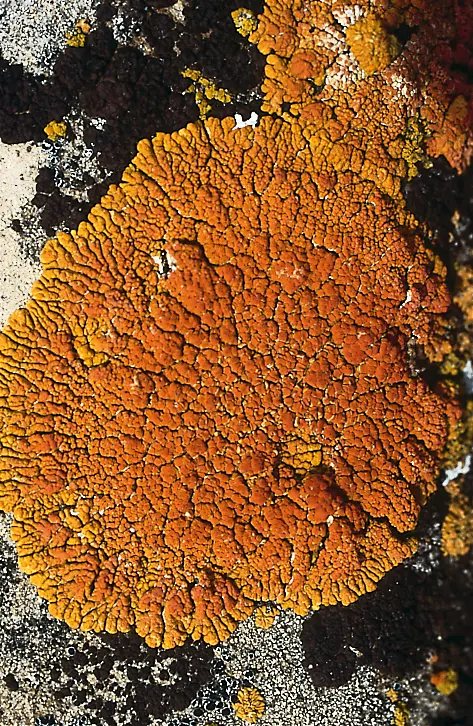 Close-up of vivid orange crustose lichen spreading across a rock in a cracked, branching pattern.