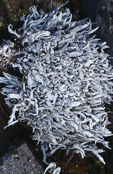 Close-up of pale gray, finely branched lichen forming a tangled, bushy mass.