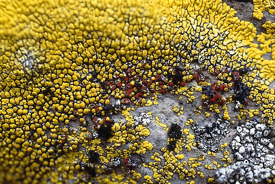 Close-up of dense yellow-green lichen forming clusters of small rounded growths across a dark rock surface.