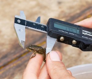 Researchers measure a frog