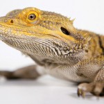 lizards dwindling