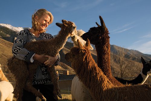 Leslie Loveless with her alpacas.