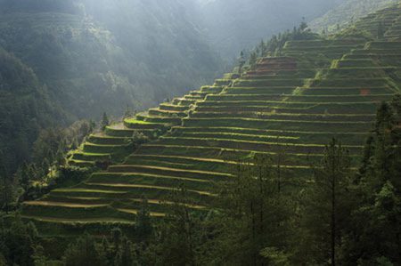 Many of the beautifully sculpted terraces seen on mountainsides such as thes in the Guizhou Province were created during the Ming Dynasty - some 500 years ago. Photo by John Telford.