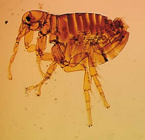bug fossil