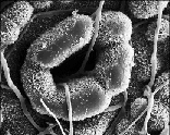 fungus hyphal cells