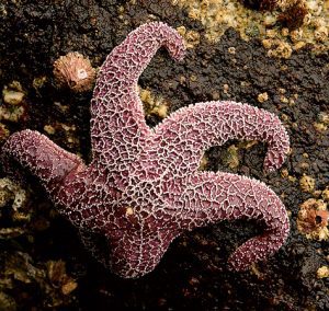 Starfish