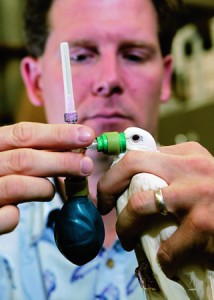 Kent Hatch using a bird breathalyzer on a bird.