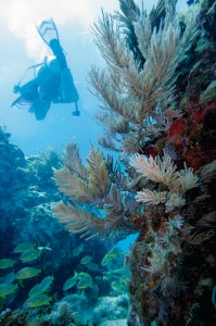 BYU Geology student exploring a Caribbean coral reef.