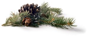 Pinecones and branch