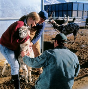 Students helping Llamas