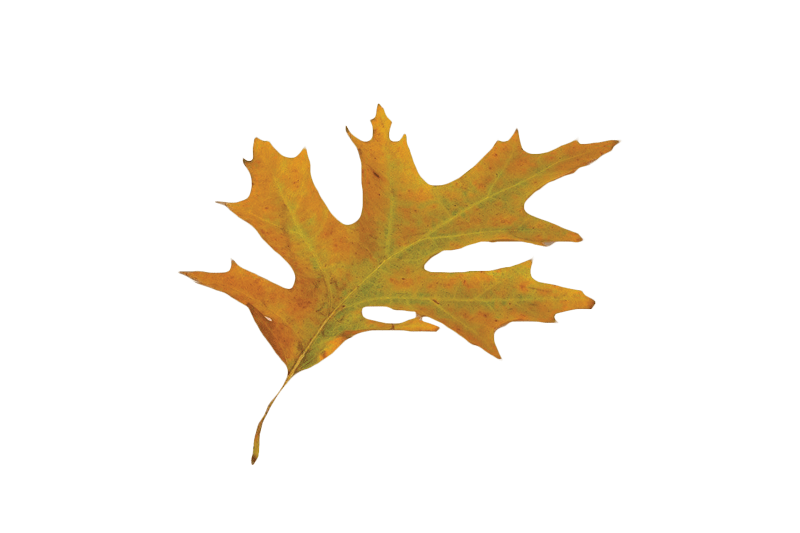 A fall leaf