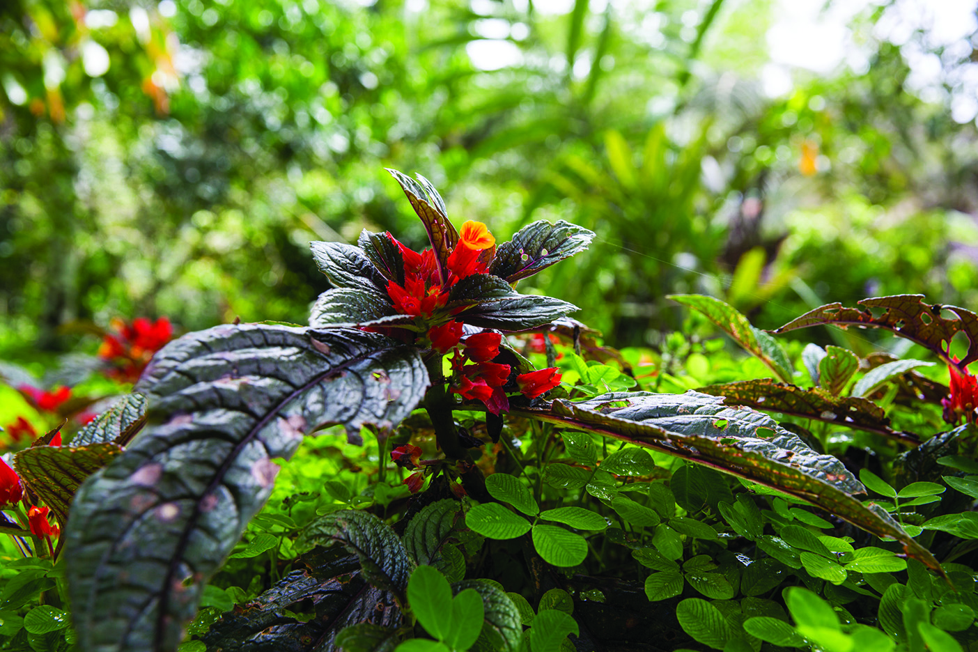 A beautiful rainforest plant with red flowers
