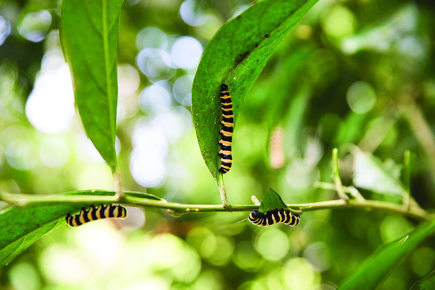 Caterpillars crawl up a rainforest leaf