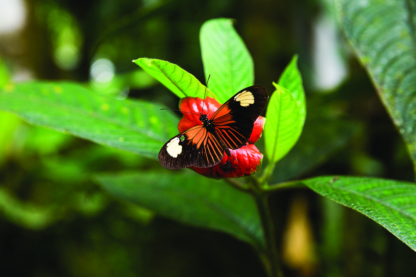 A butterfly perched on a flower