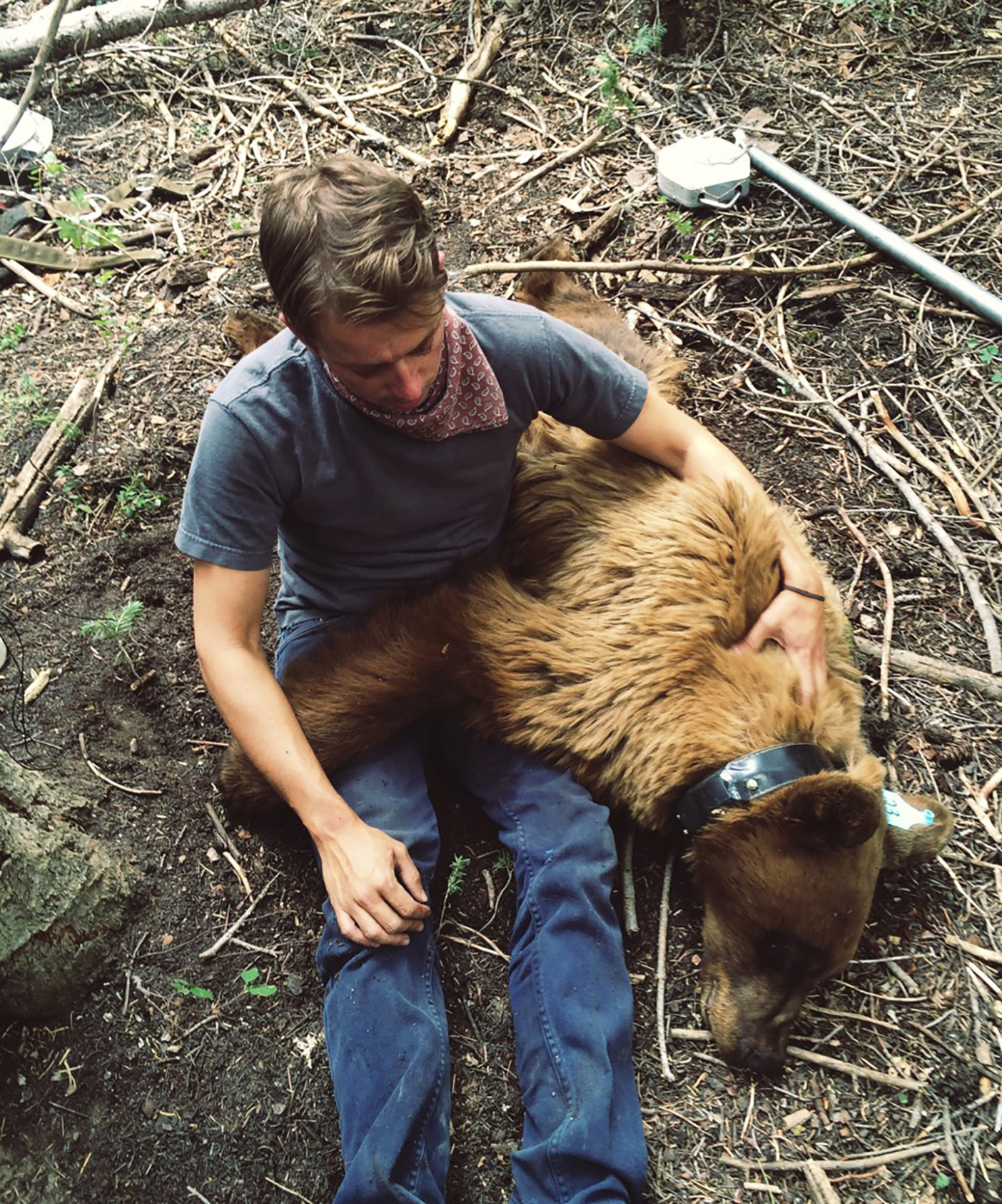 BYU student with a sedated grizzly bear.