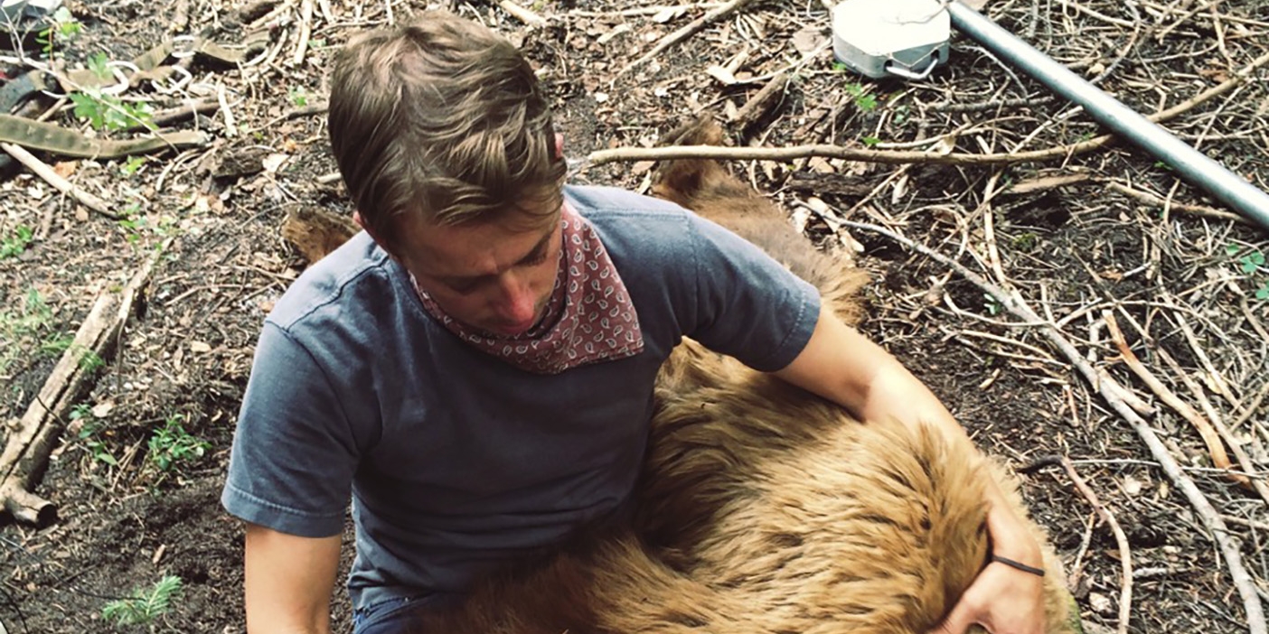 BYU student with a sedated grizzly bear.