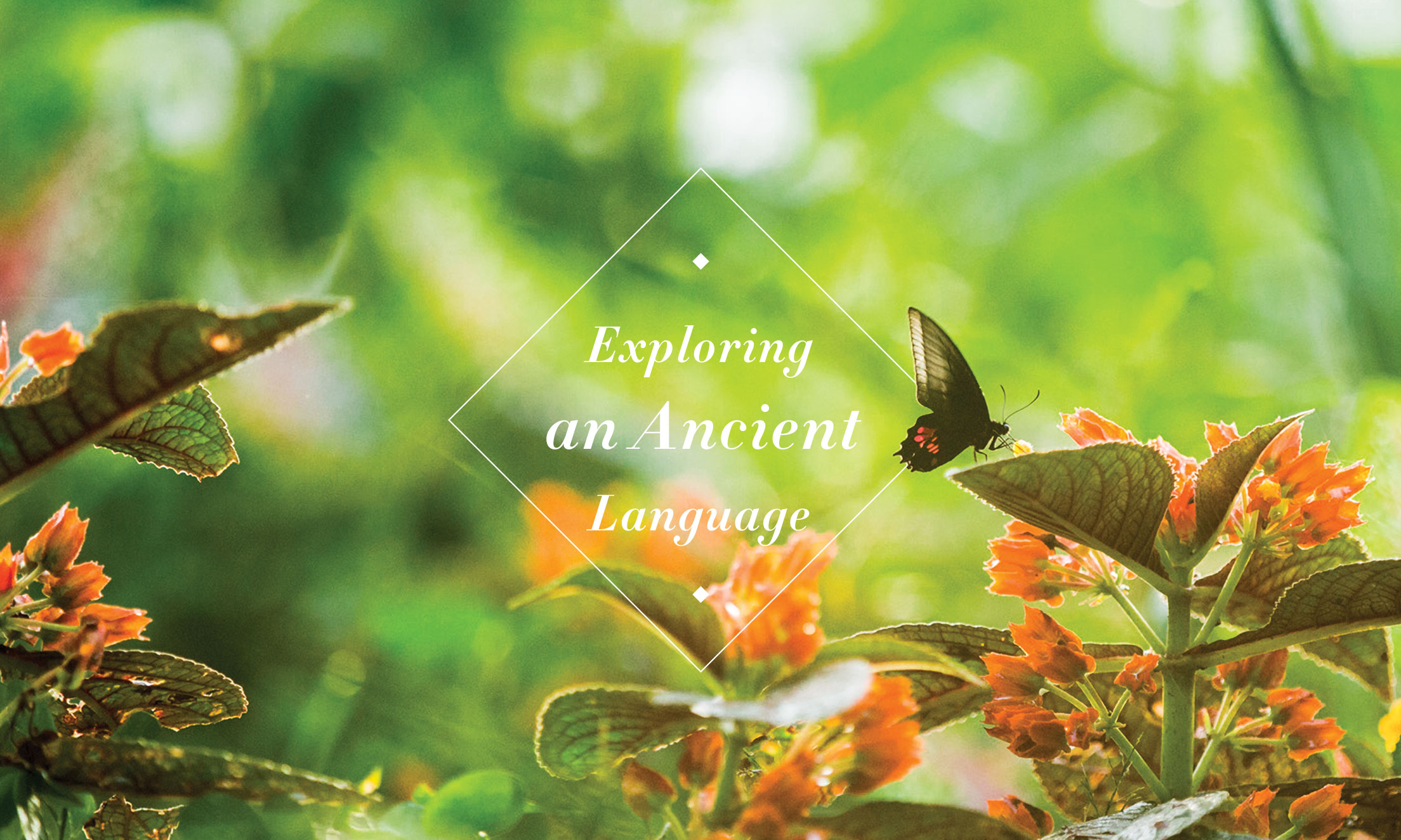 Butterfly lading on a flower in an Ecuador rainforest with headline, "Exploring an Ancient Language," superimposed on top of the image