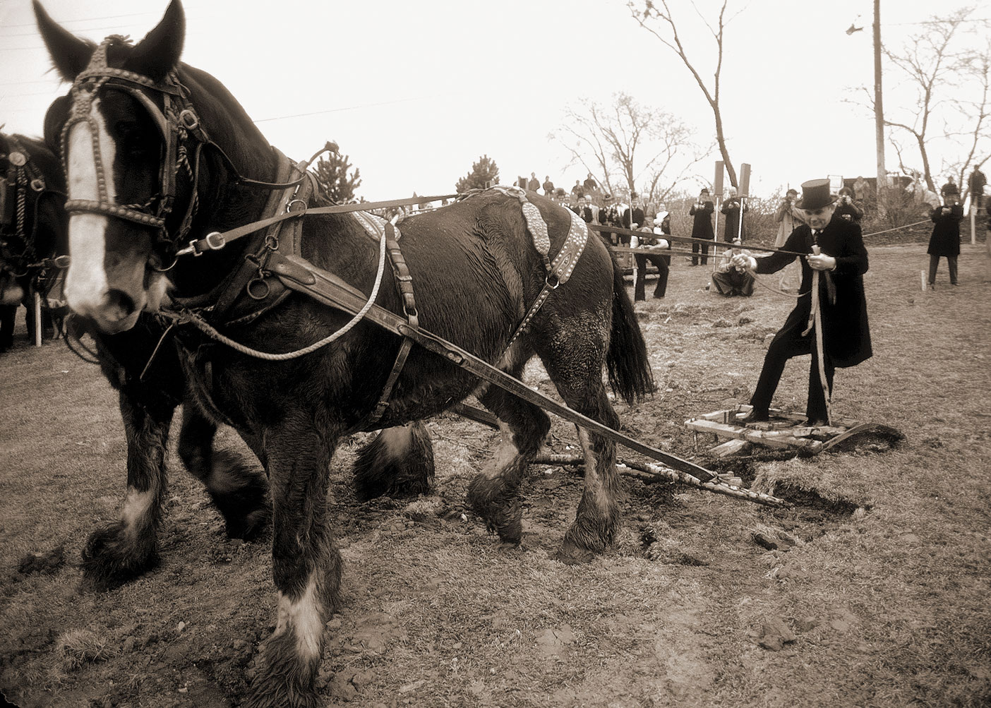 President Dallin H. Oaks hops on a horse-drawn plow for the groundbreaking ceremony of the Centennial Carillon Tower in 1975.