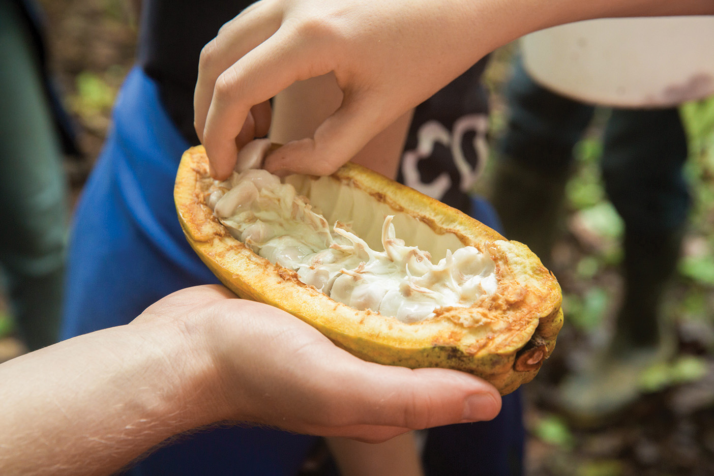 The innards of a cacao pod