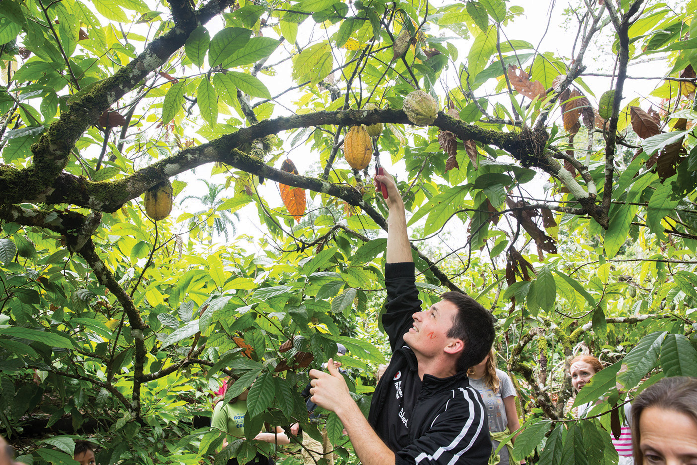 Linguistics student Matthew S. Millar (&rsquo;17) retrieves a cacao pod from a tree.