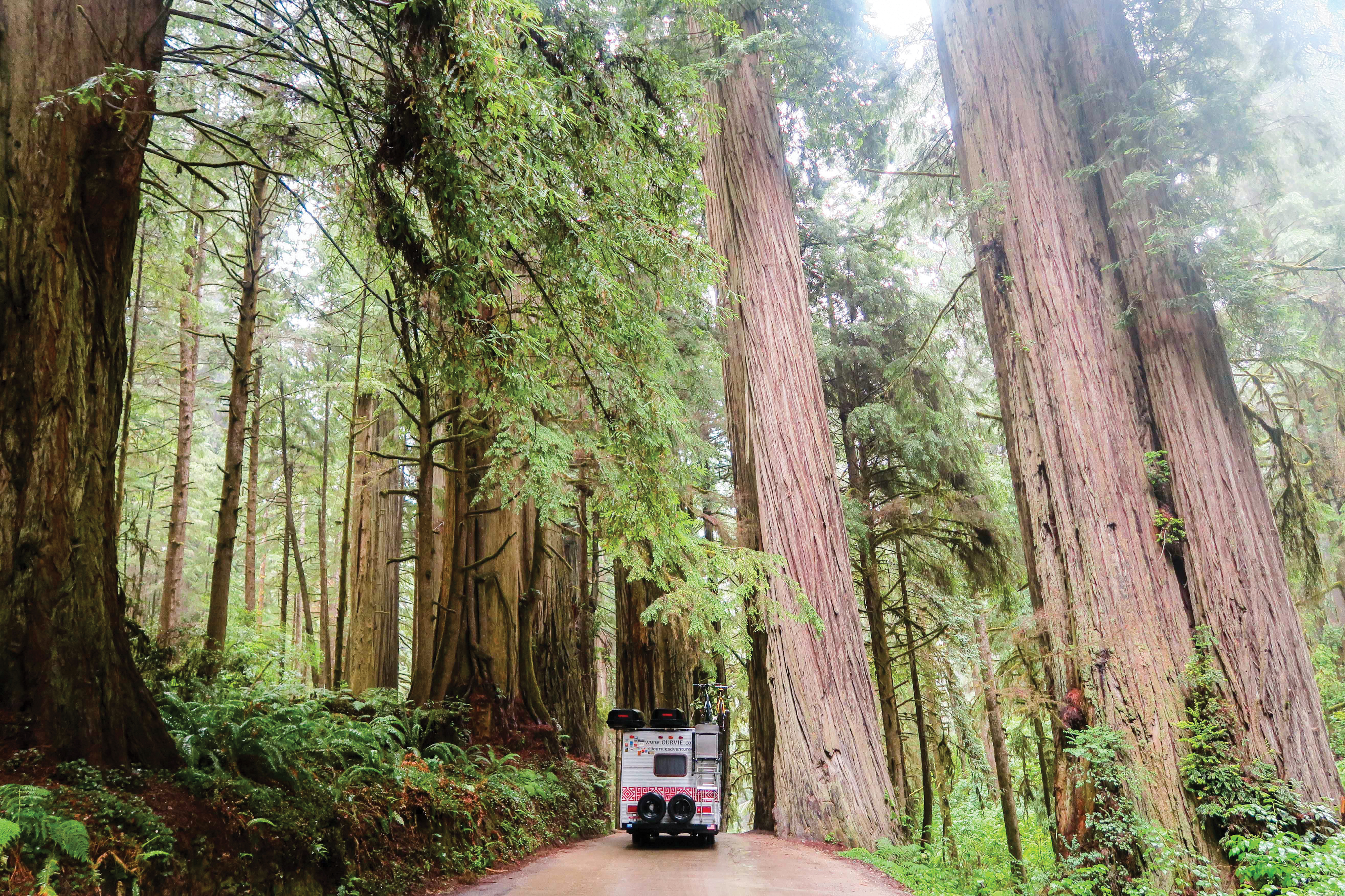The Hofmans driving through redwoods.
