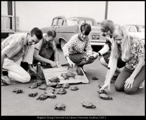 Students unpack the contestants for the 1968 “Turtle Trot,” a regular feature of the era’s Homecoming celebrations.
