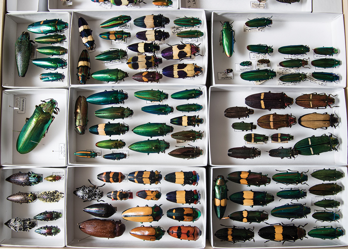 Emerald ash borers and other wood-borer beetles