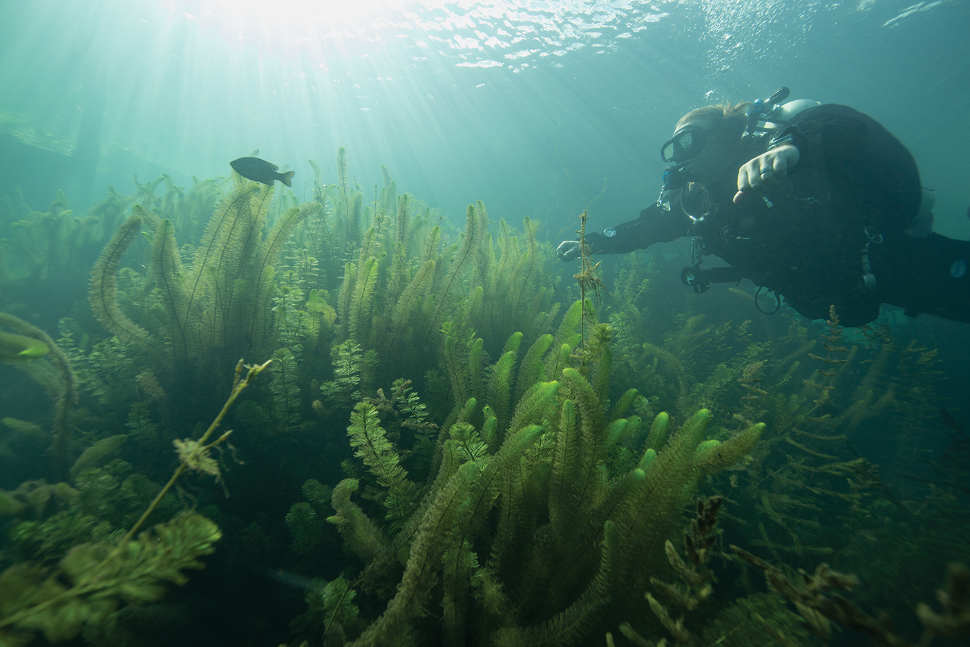 Hanselmann diving underwater near the bottom of the lake in gear.