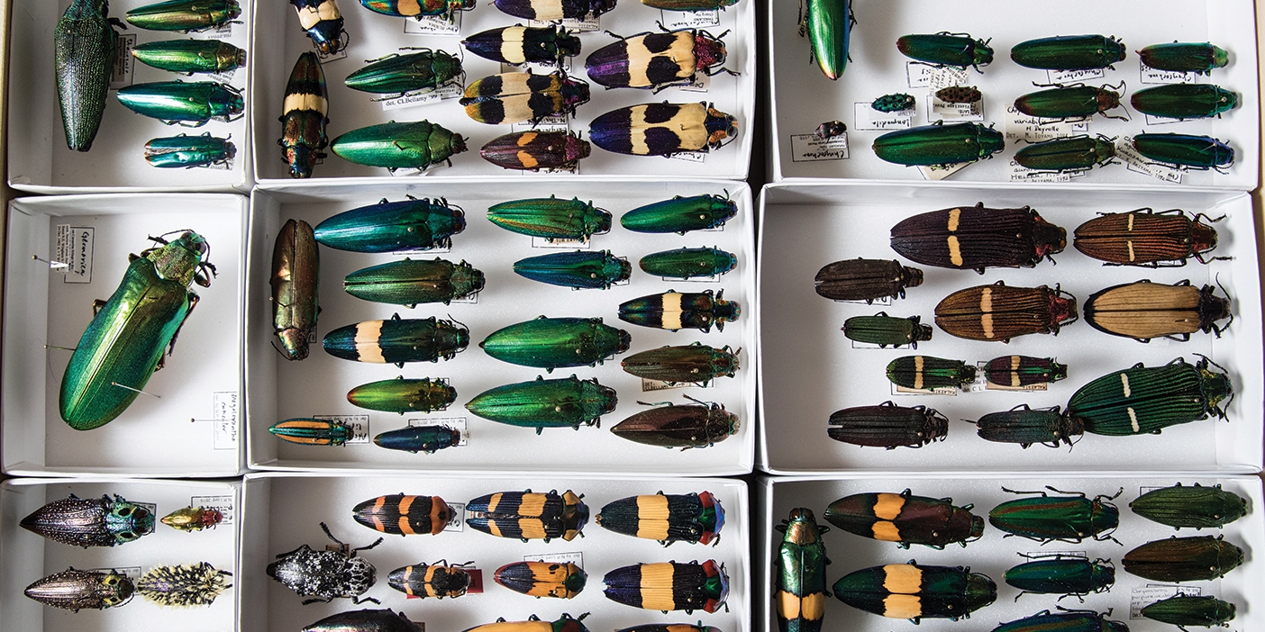 Emerald Ash Borers and other wood-borer beetles