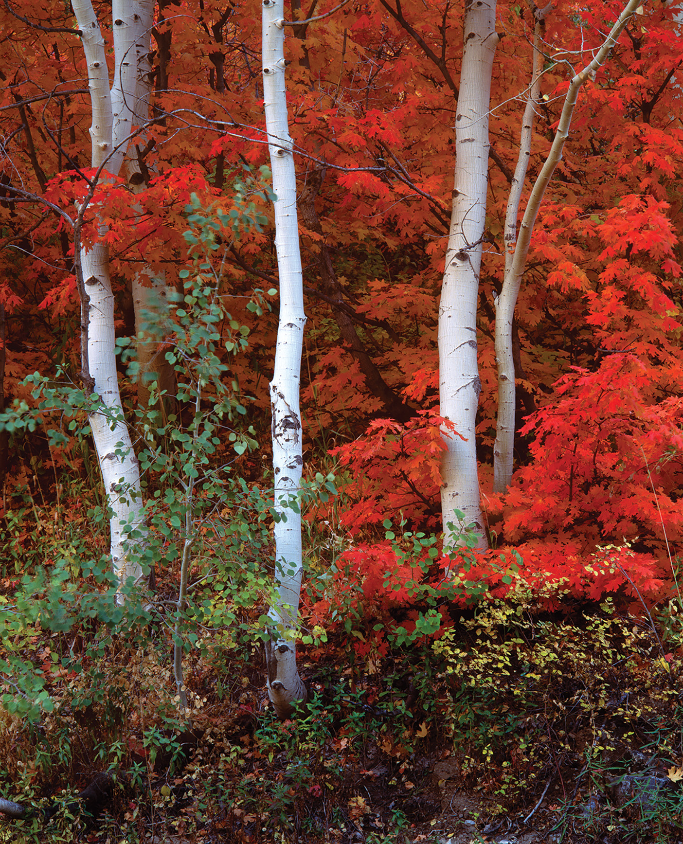 photo of trees with bright red leaves in the mountains