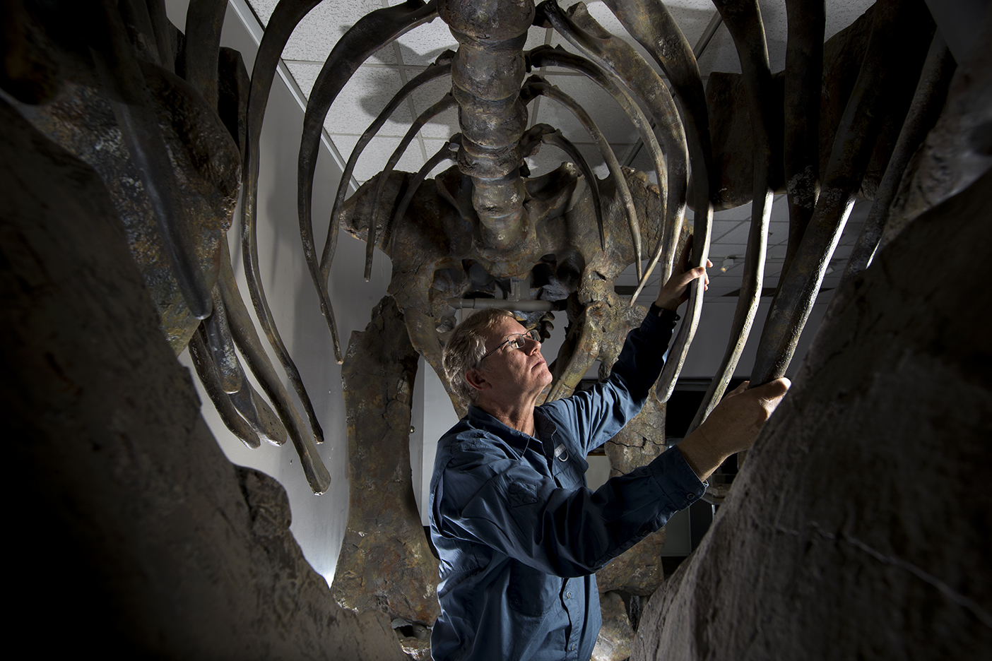 Brooks Britt examines the fully built Moabosaurus replica from inside its ribcage.