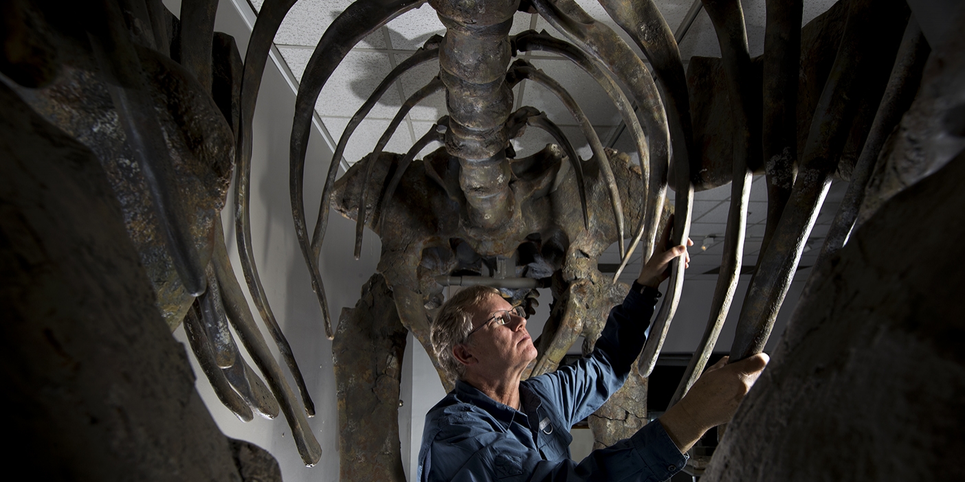 Britt examines the fully built dinosaur replica from inside its ribcage.