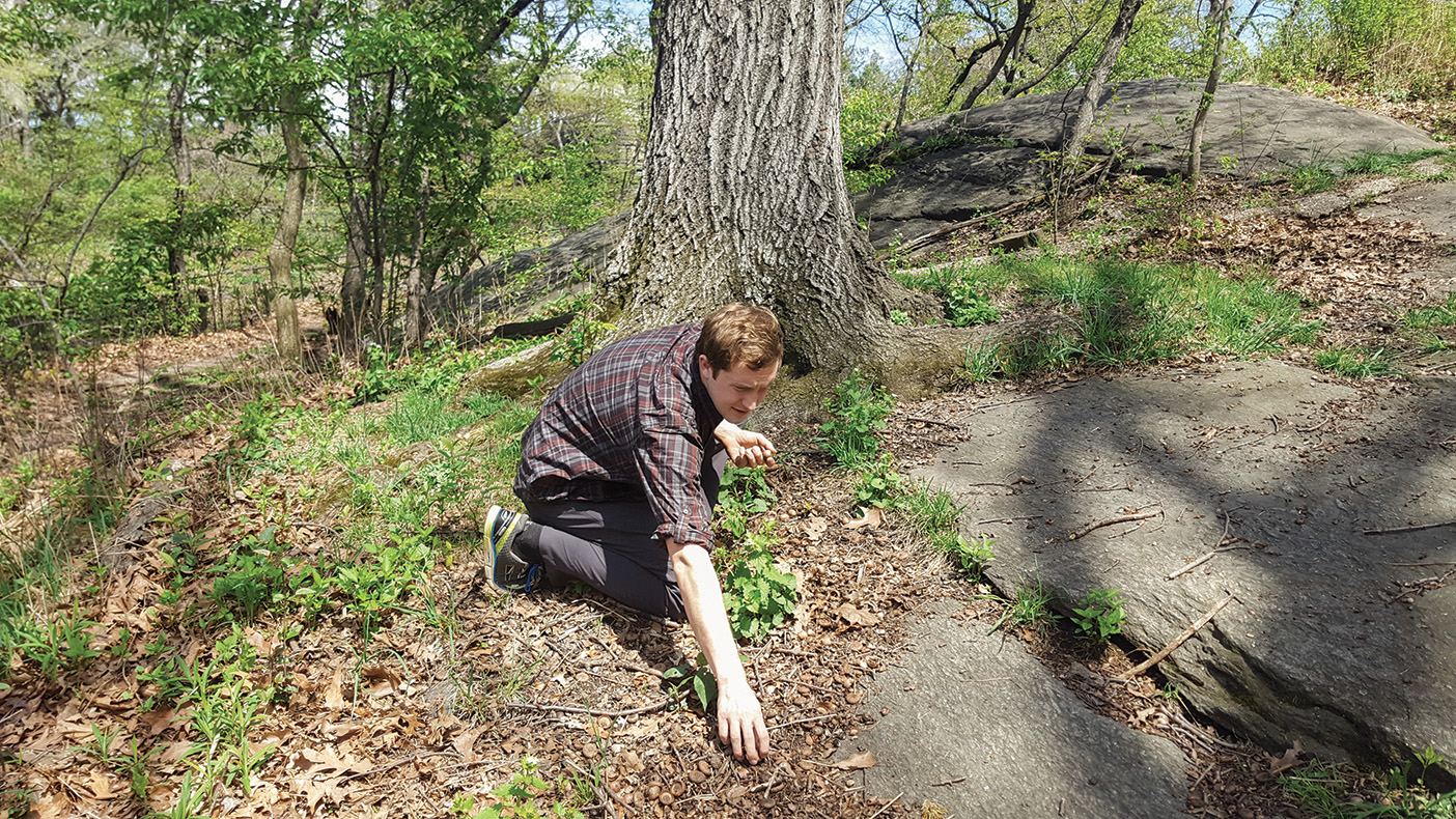 Neil Reed foraging in Central Park.