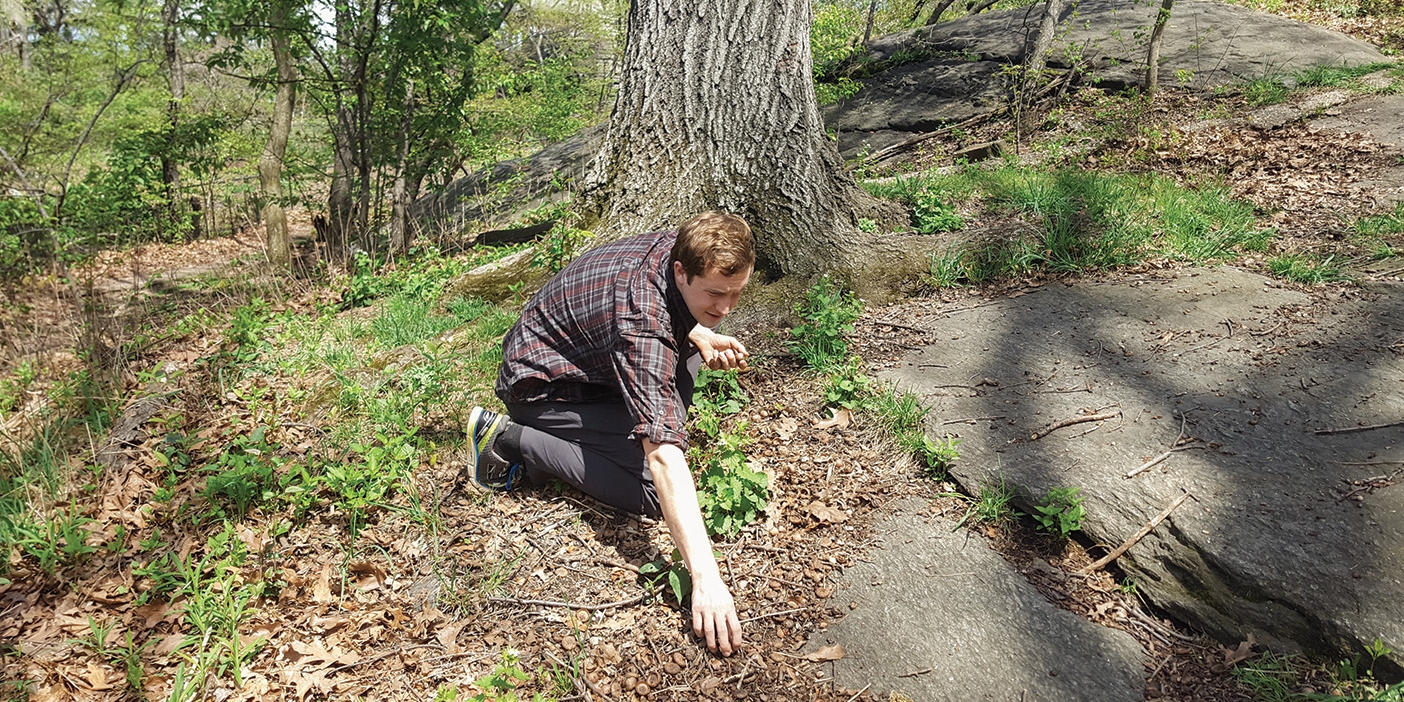 Neil Reed foraging in Central Park.