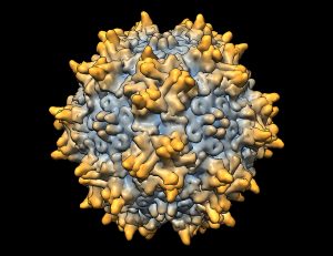 A computerized image of the AAV2 virus.