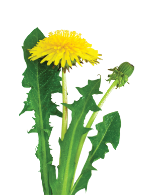 Dandelion