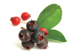 Photo of a wild berry