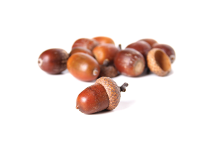 Acorn