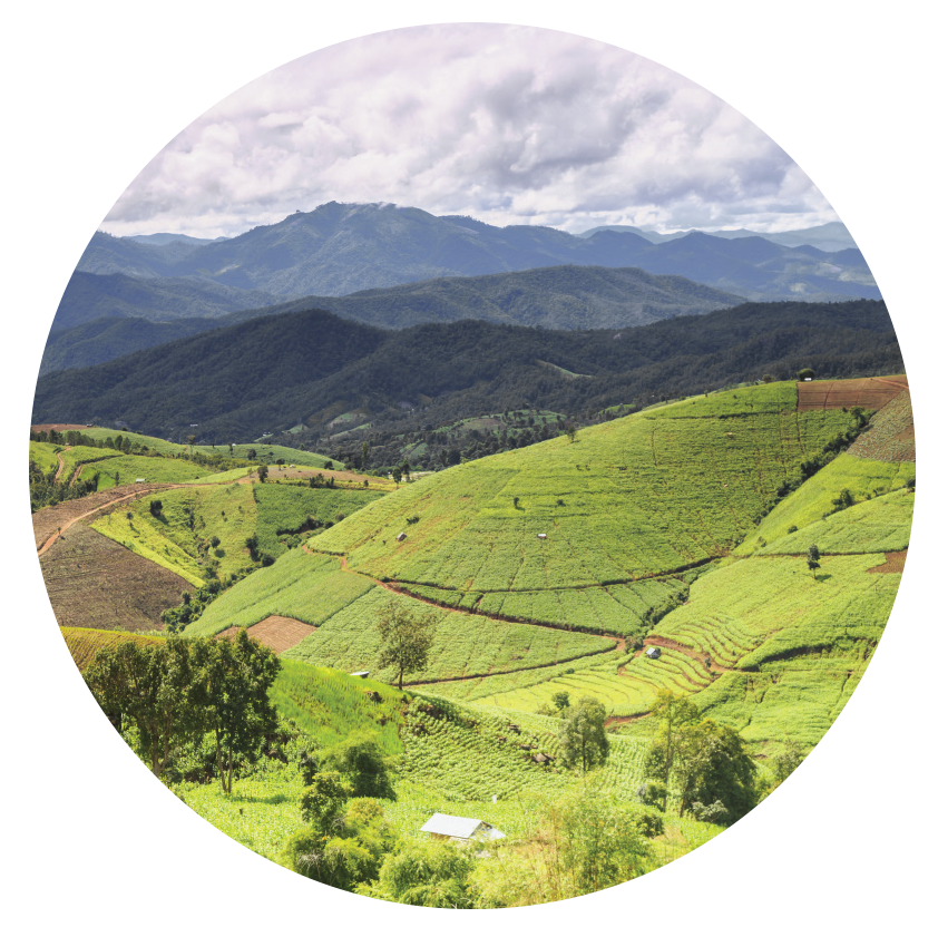 an aerial view of green terraced rice fields with mountains and clouds in the background.