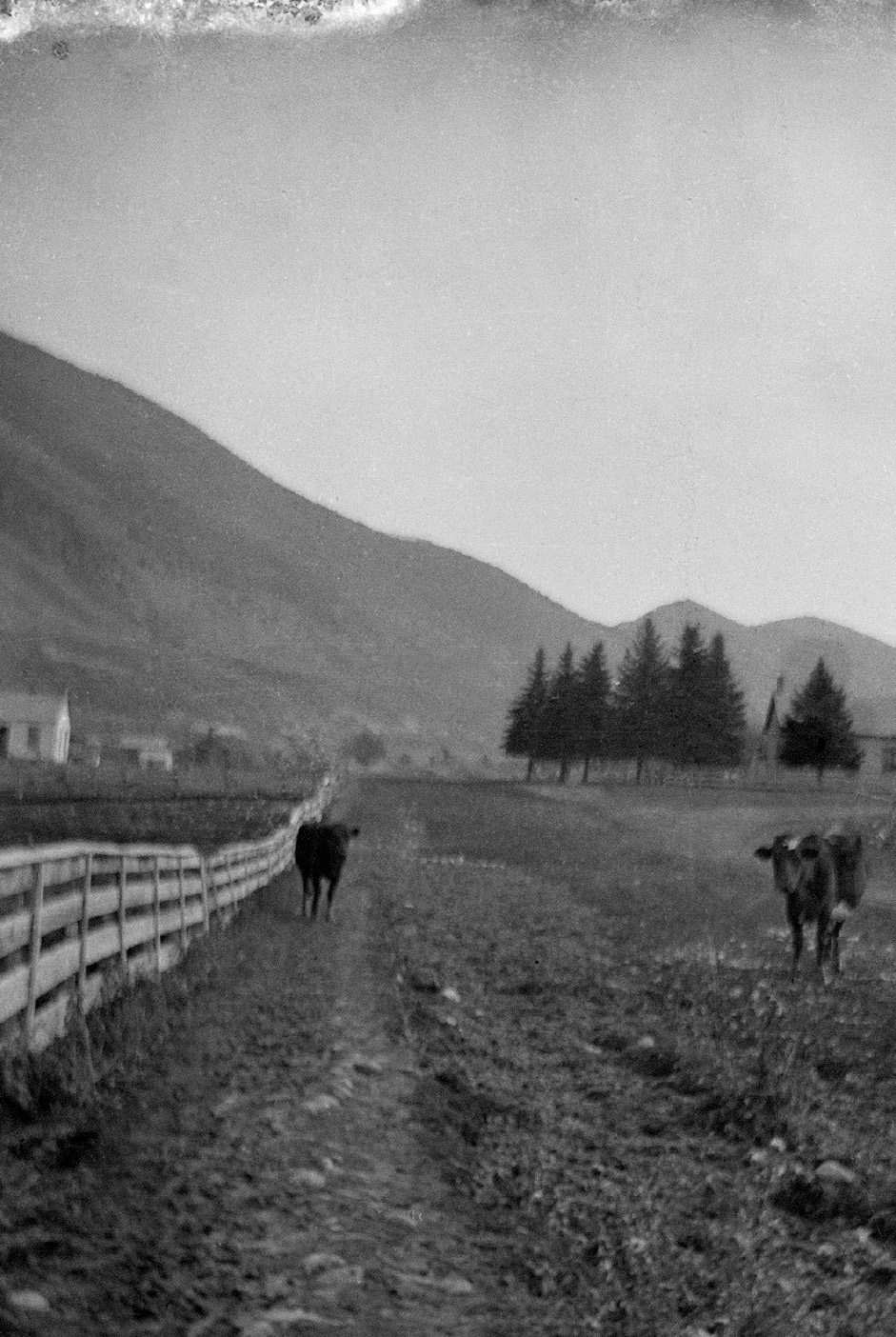 A black and white image of a field with a fence and cows with the provo mountains in the background
