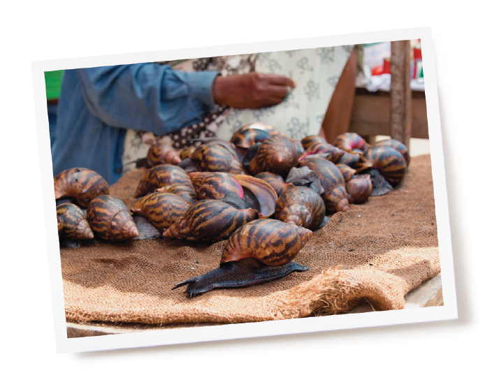 large snails on a piece of fabric