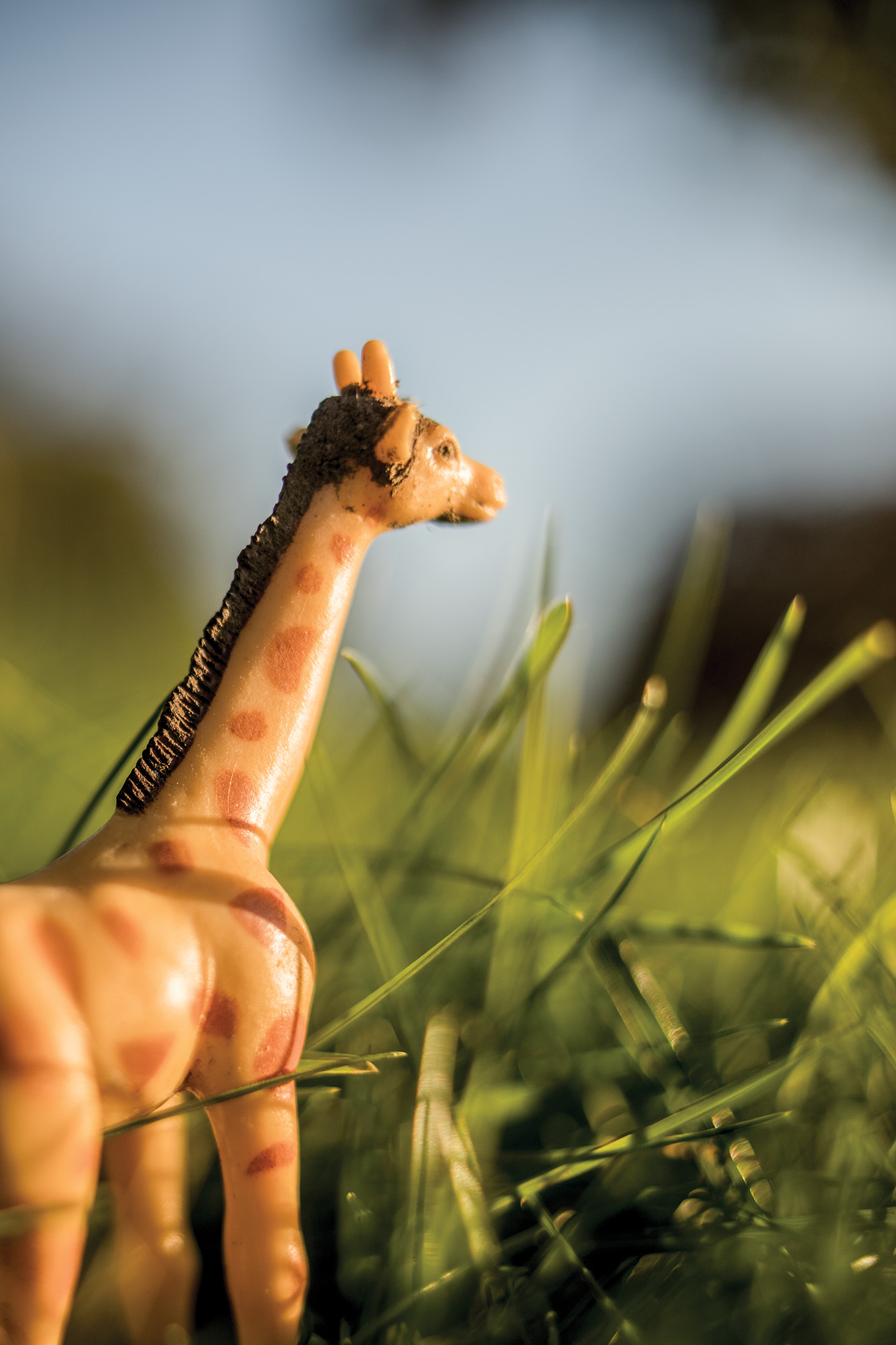 A toy giraffe left in a backyard