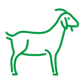Illustration of a goat.