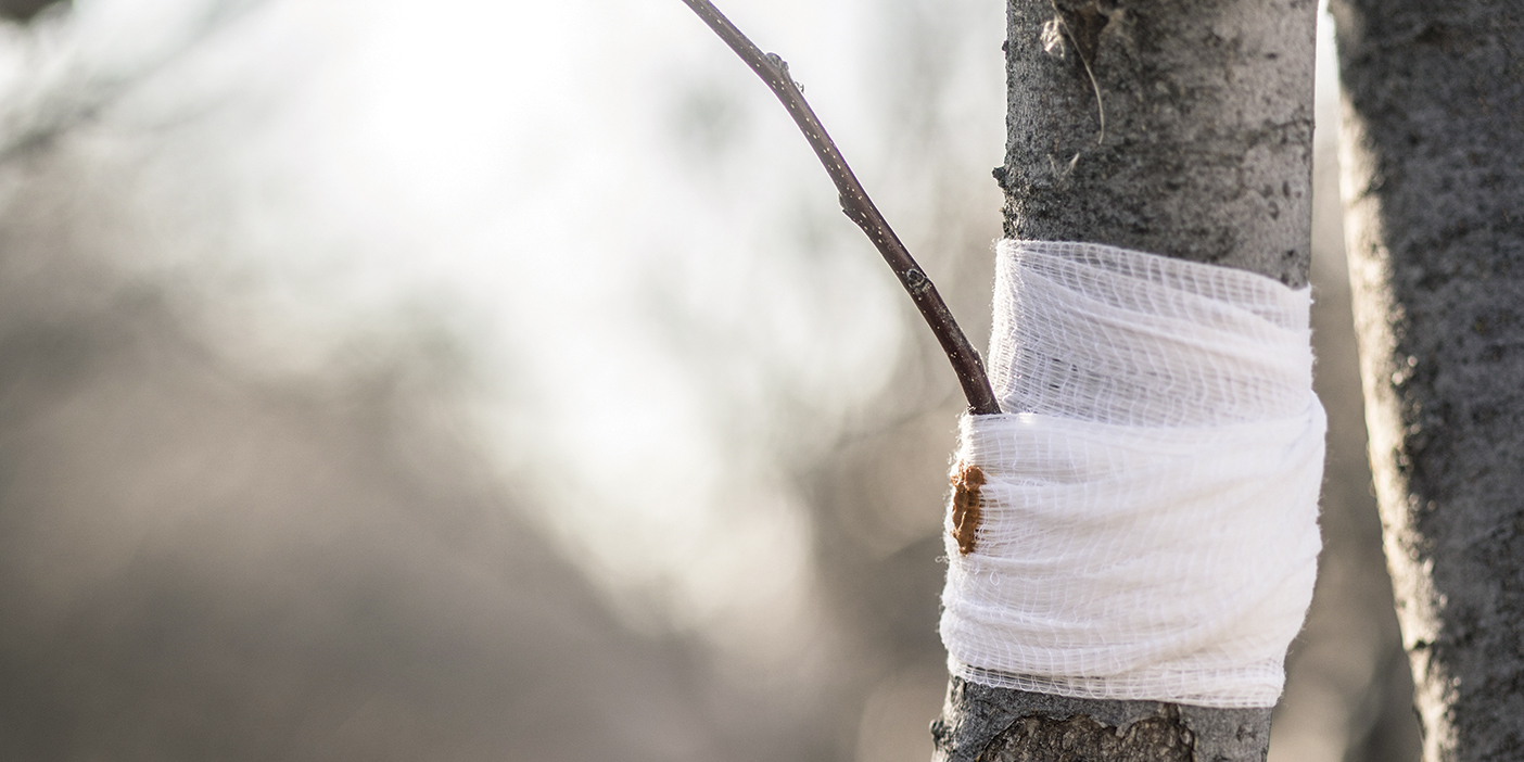 A tree branch wrapped in white gauze around a tree trunk.