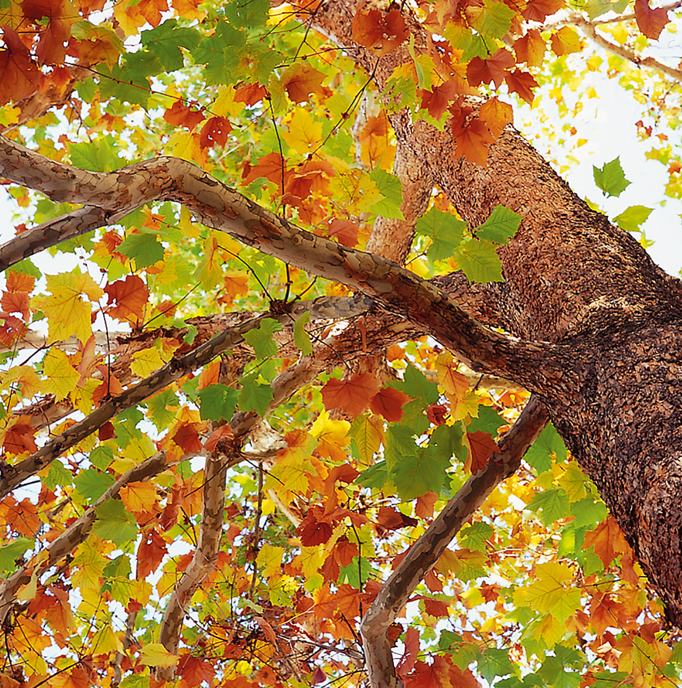 A photo of an American Sycamore with fall leaves.