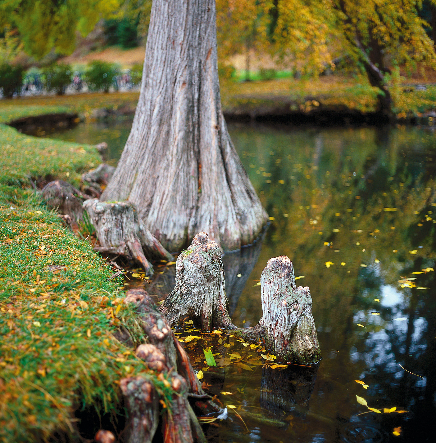 A bald cypress tree by the Botany Pond on BYU campus.
