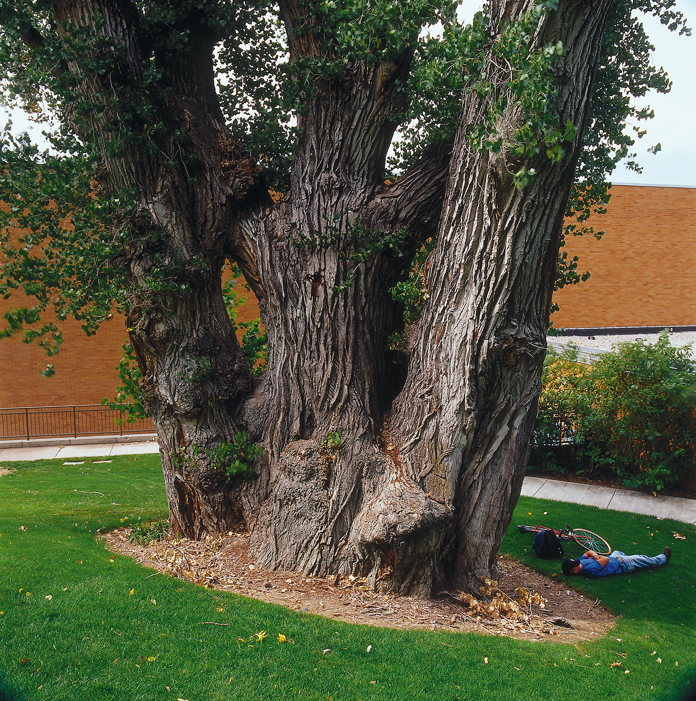 A photo of a Fremont Cottonwood tree with a person sleeping next to it.