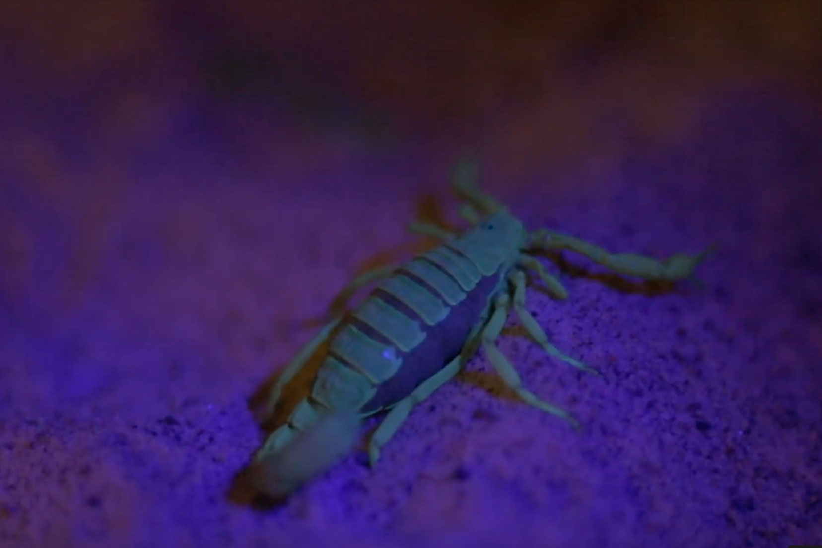 A photo of a scorpion illuminated with purple light. Under the purple light, it glows in the dark.